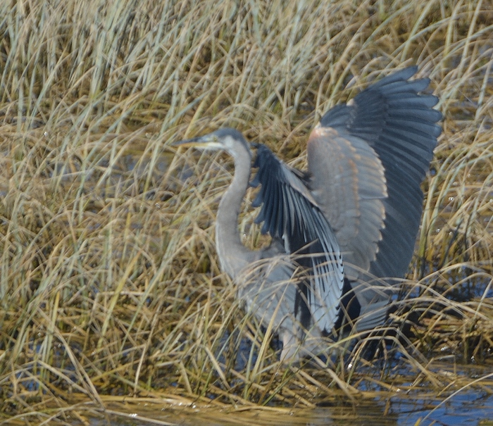 great blue heron with wings spread